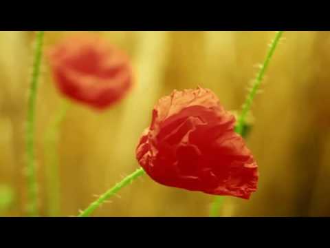 plantas