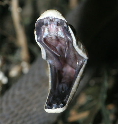 mamba-preta