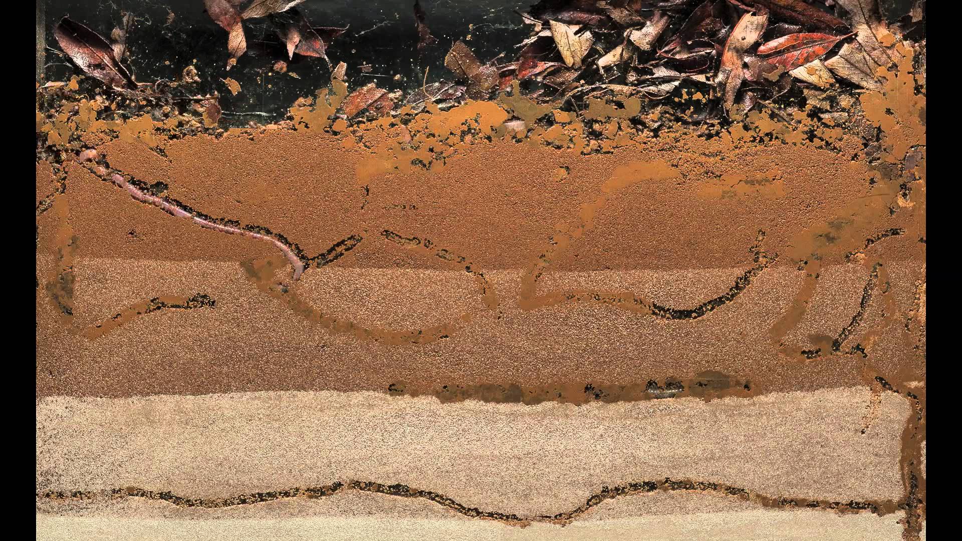 bioturbação