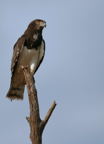 águia-cobreira-de-peito-preto