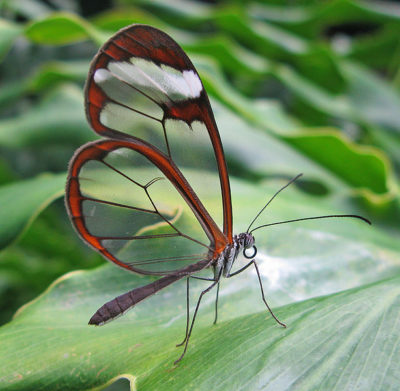 Borboleta-transparente