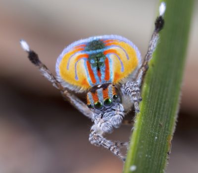 Maratus volans.