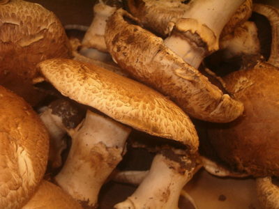 champignon-de-paris