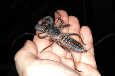 escorpião-vinagre-gigante