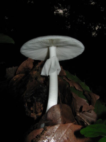 Cogumelo-do-tolo