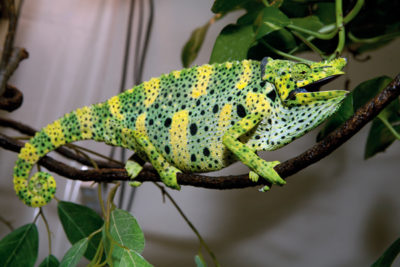 camaleão-de-meller