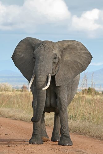elefante-da-savana