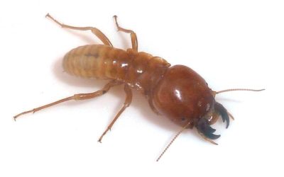 Hodotermes mossambicus