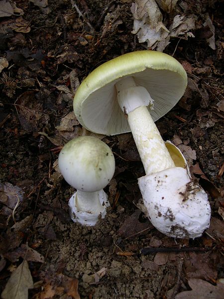 cicuta-verde