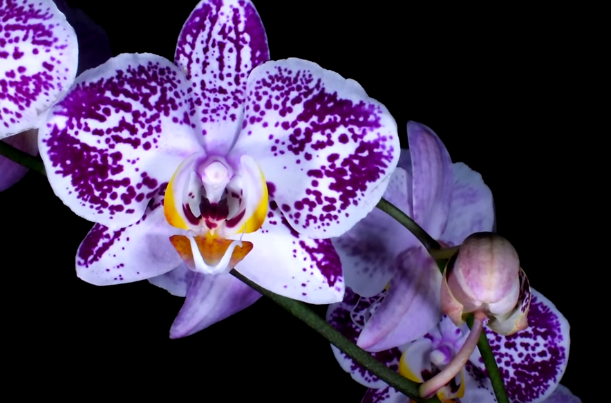 flores