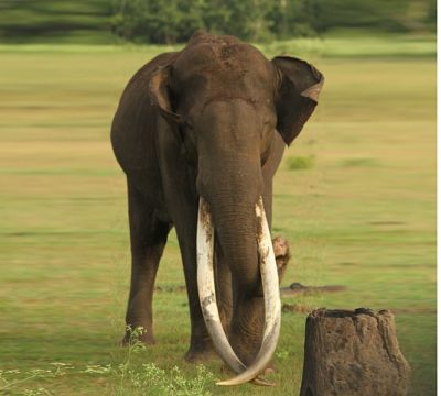 Elefante-asiático