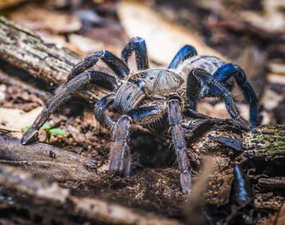 tarantula-azul-cobalto