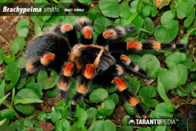 tarantula-de-joelhos-vermelhos