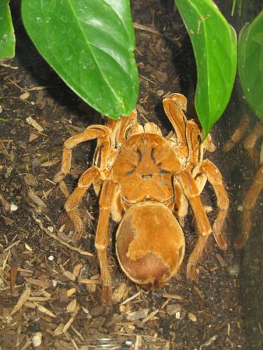 tarantula-golias-devoradora-de-pássaros