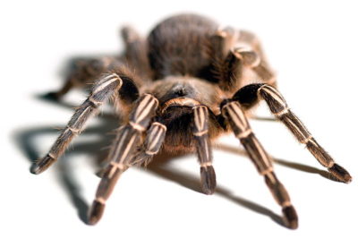 tarantula-zebra
