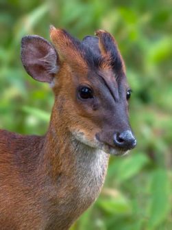 Fotografia de um muntjac-indiano