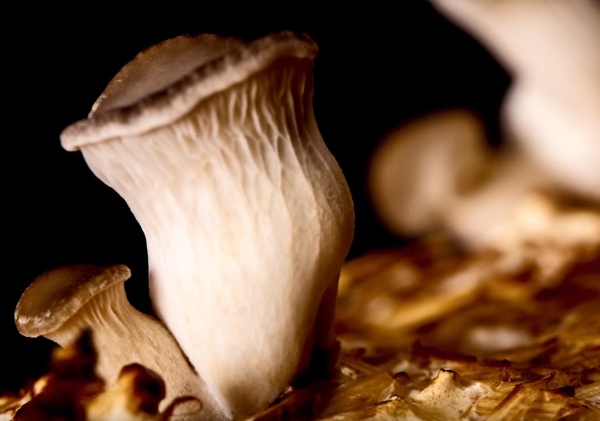 cogumelos