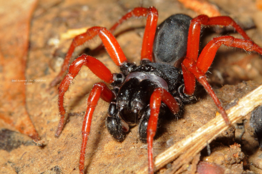 Sphodros rufipes