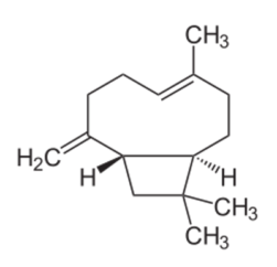 cariofileno