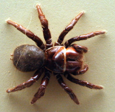 Missulena occatoria