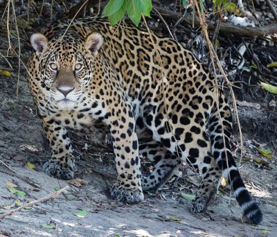 Jaguar