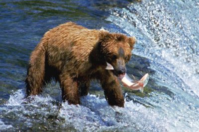 Urso-grisalho