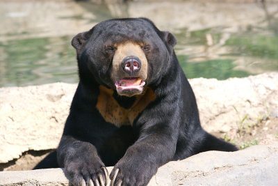 Urso-malaio