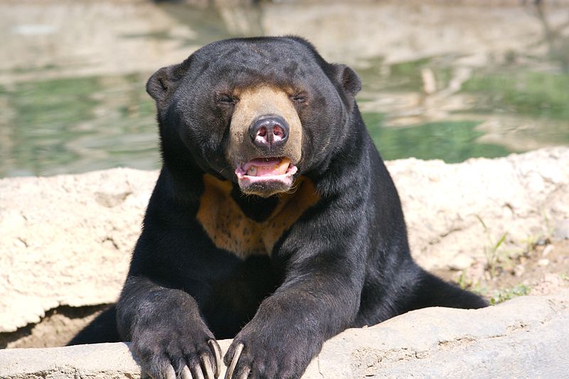 Urso-malaio
