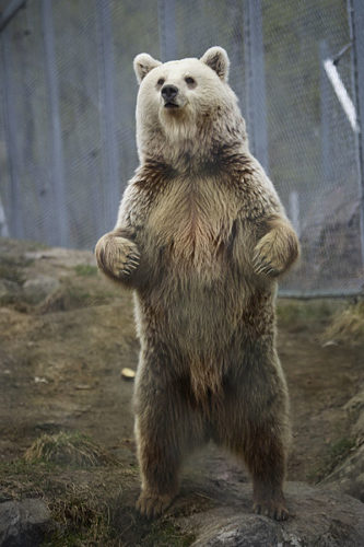 urso-pardo