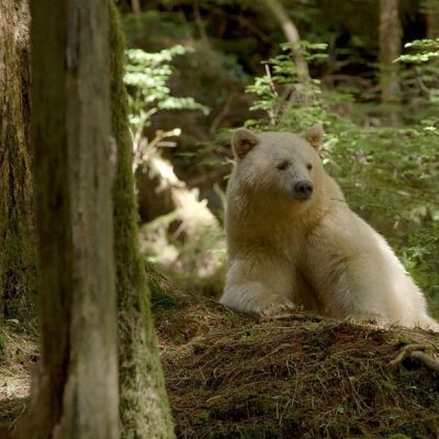 urso de kermode