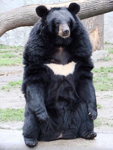 urso-negro-asiático